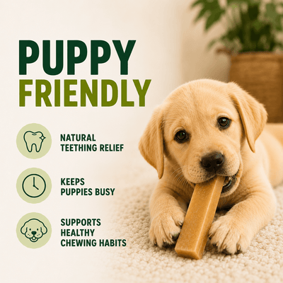 5 Pack - Small Yak Chews for Dogs with Turmeric